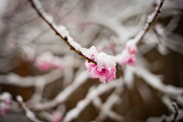 A late snow frosts cherry blossoms.