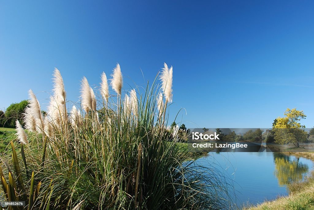 Toitoi erba, ingresso pedonale riserva, Motueka, Tasman, NZ - Foto stock royalty-free di Nuova Zelanda