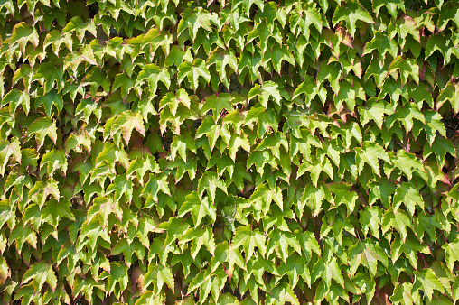 Ivy background texture.