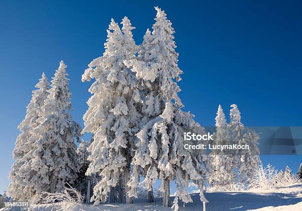 Bäume Im Schnee Bedeckt Stockfoto und mehr Bilder von Alpen - Alpen, Baum, Bildhintergrund