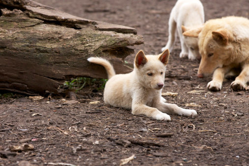dingo puppy