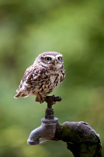 Little Owl looking for food from a yard tap.
