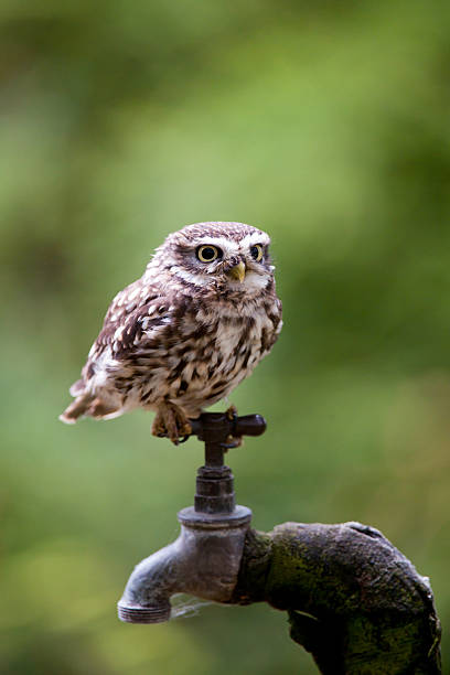 Little Owl perched on a garden tap at dusk. stock photo