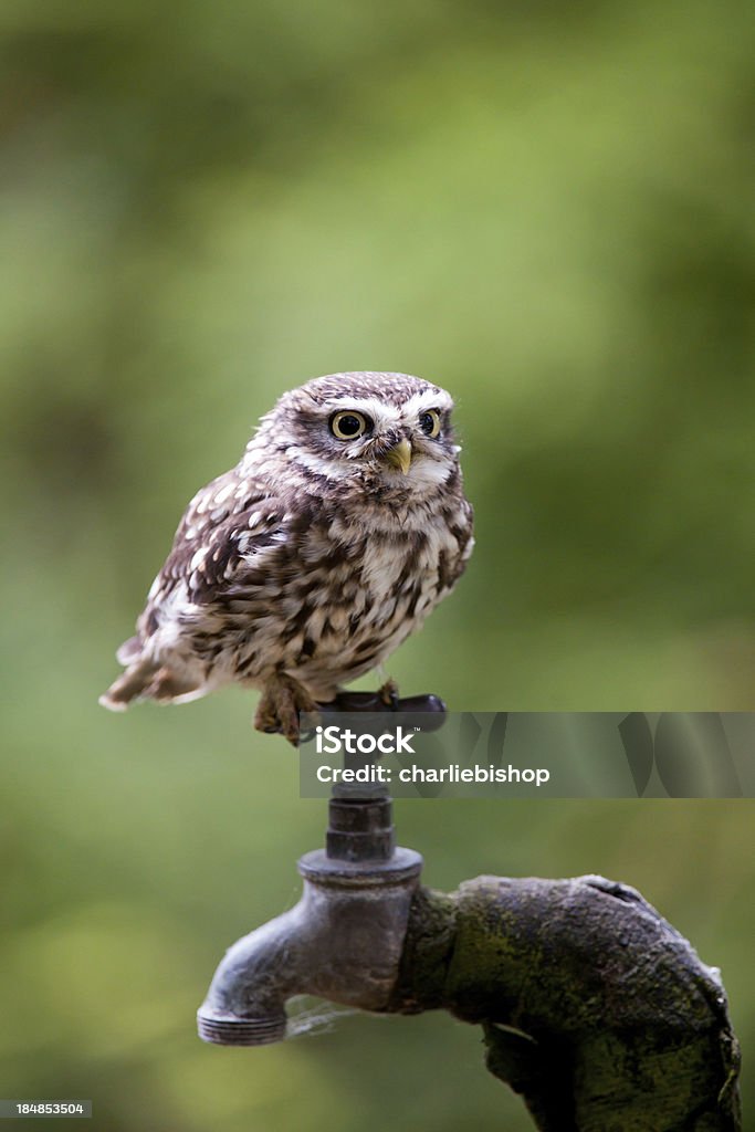 Mocho galego situada bem em um jardim toque no anoitecer. - Royalty-free Mocho galego Foto de stock