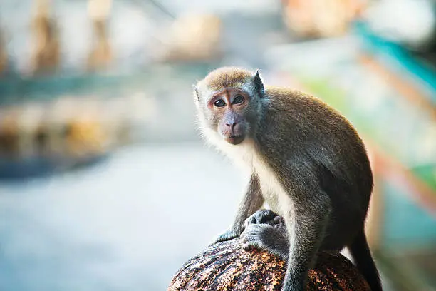 "Cynomolgus Monkey at Batu Caves, Malaysia"