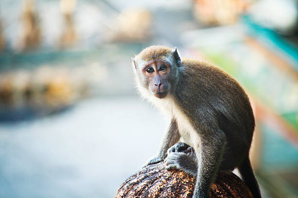 Macaco Cynomolgus em Cavernas de Batu, Malásia - foto de acervo