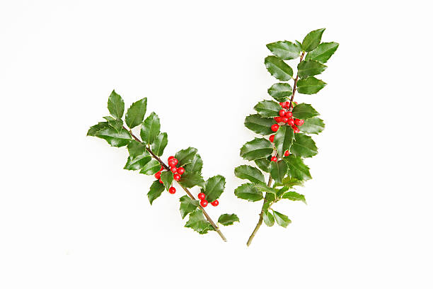 istock Two Springs of Holly on White 184853563