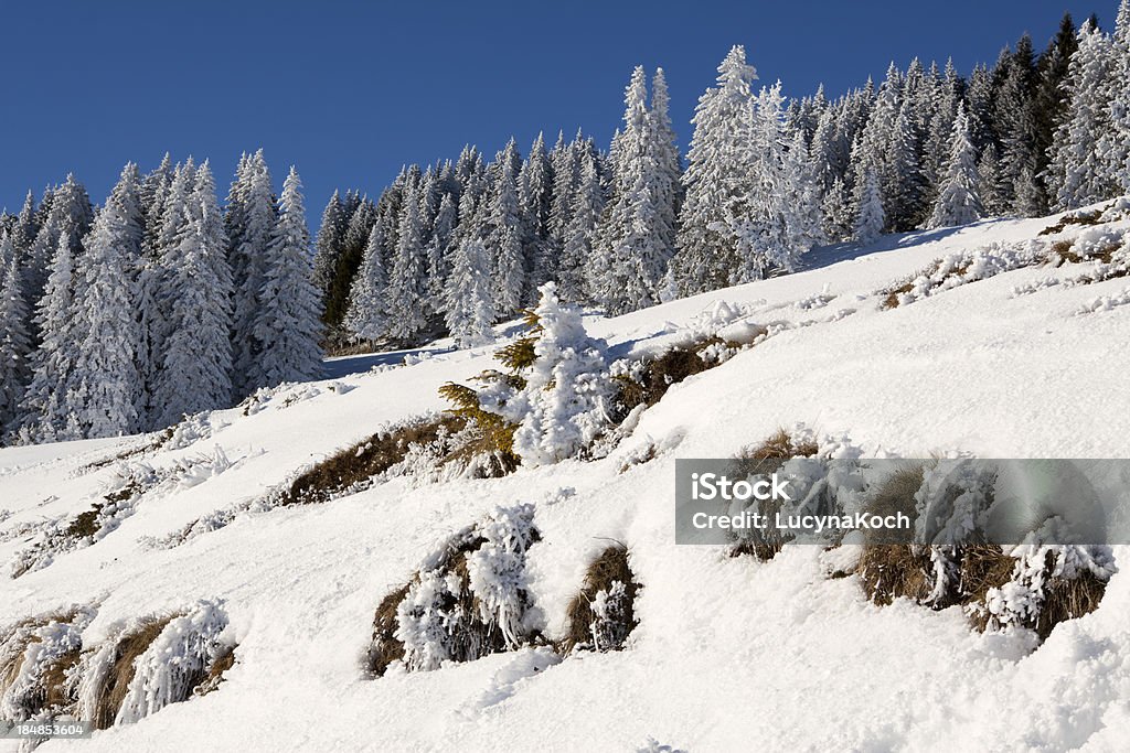 Bäume im Schnee bedeckt - Lizenzfrei Alpen Stock-Foto