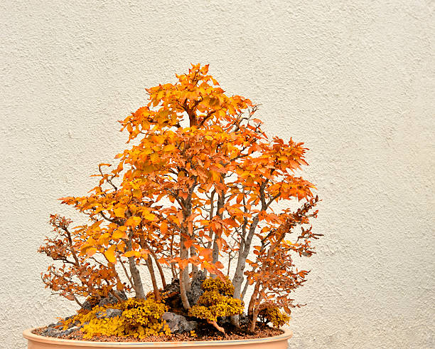 Bonsai tree in ceramic pot.
