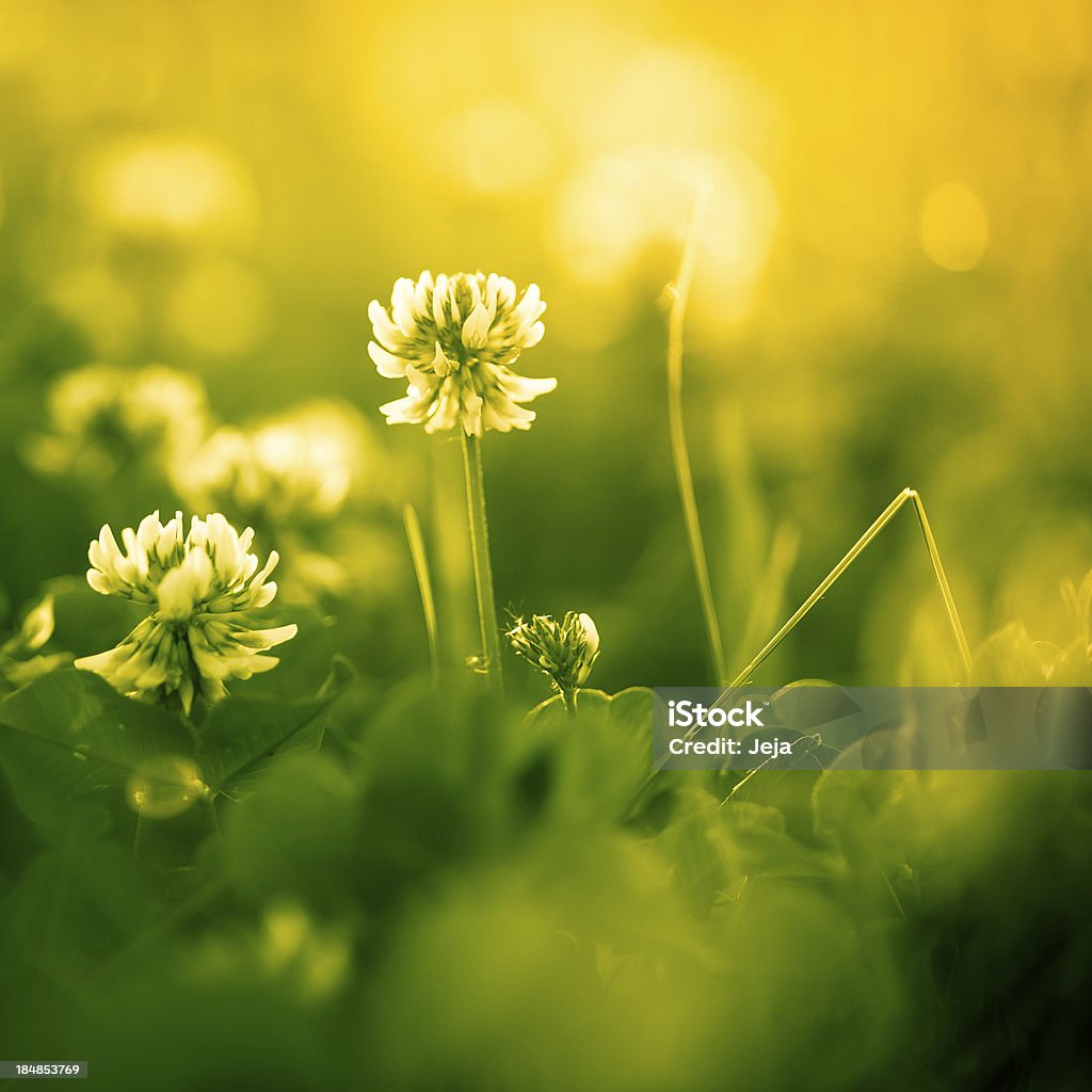 Schöne Natur - Lizenzfrei Bildhintergrund Stock-Foto