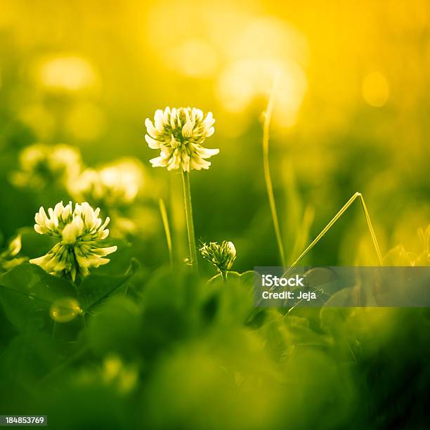 Schöne Natur Stockfoto und mehr Bilder von Bildhintergrund - Bildhintergrund, Bildschärfe, Blatt - Pflanzenbestandteile