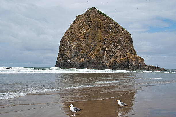 Pair of Seagulls at Haystack Rock The famous Haystack Rock and nearby Needles are basalt monoliths formed some 15-16 million years ago by lava flows emanating from the Blue Mountains and Columbia Basin. Haystack Rock is also one of the most identifiable rock formations on the Pacific Coast. Haystack Rock and the Needles are in Cannon Beach, Oregon, USA. jeff goulden oregon coast stock pictures, royalty-free photos & images