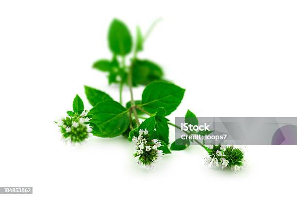 Derivación De Menta Foto de stock y más banco de imágenes de Menta piperina - Menta piperina, Flor, Fondo blanco