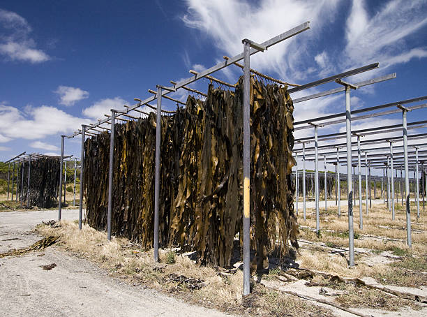 King Island Kelp Bull Kelp hanging to dry at a kelp factory on remote King Island.  King Island is located in Bass Strait between the mainland of Australia and the island state of Tasmania. seaweed farming stock pictures, royalty-free photos & images