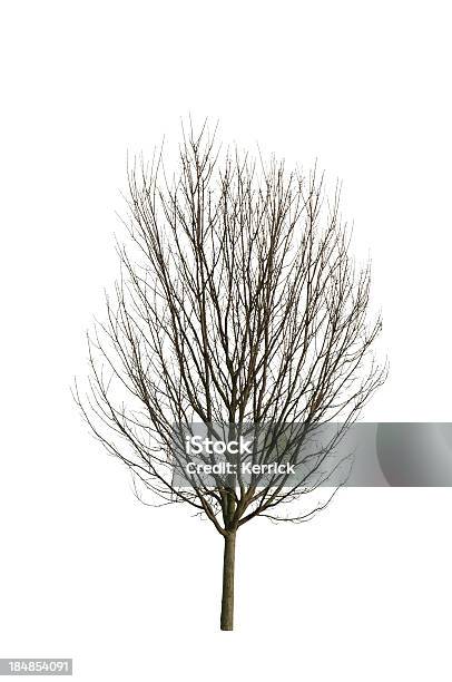 Baum Im Winter Isoliert Auf Weiss Stockfoto und mehr Bilder von Baum - Baum, Herbst, Weißer Hintergrund