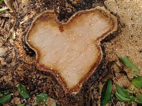 Wooden heart symbol and pine tree bark. Environmental conservation concept