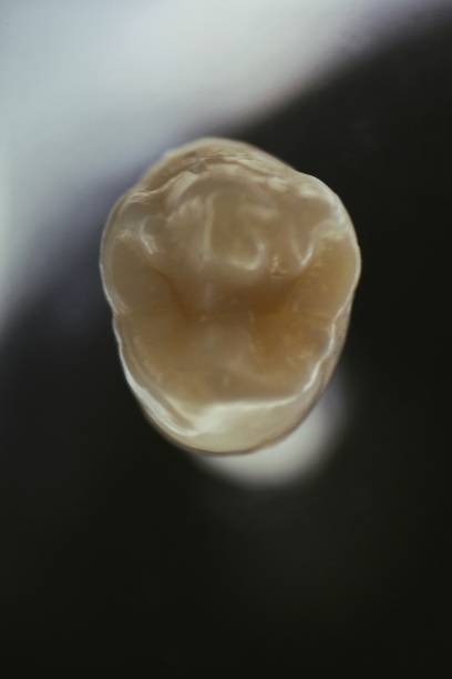istock Dental anatomy 1848545179