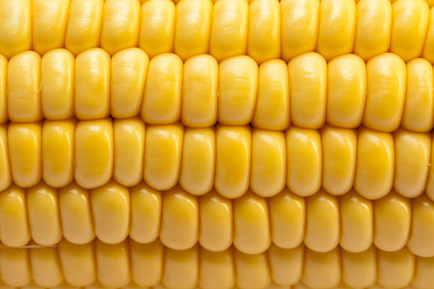 Fresh corn stock photo