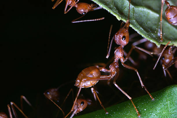 istock Teamwork of  Brown Ants Building the Nest 184855697