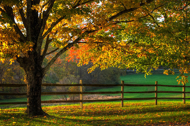 istock Sun shining down on fenced in autumn colored trees 184855705