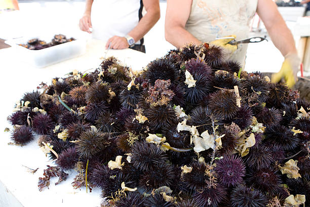 Fresh  sea urchins fresh Fresh  sea urchins  being offered at a fishmarket purple sea urchin stock pictures, royalty-free photos & images