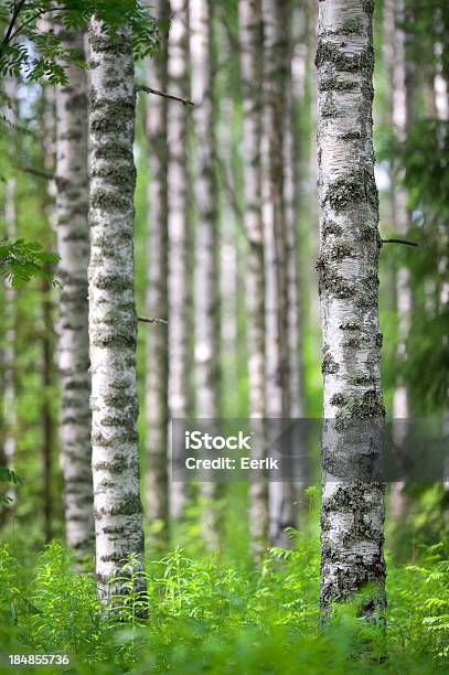 Photo libre de droit de Forêt De Bouleaux banque d'images et plus d'images libres de droit de Arbre - Arbre, Arbre à feuilles caduques, Blanc