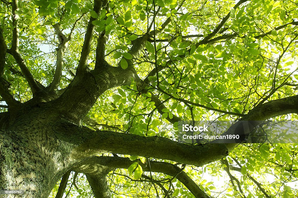 Sob a árvore de greenwood - Royalty-free Ao Ar Livre Foto de stock