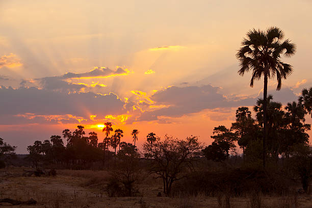 African sunset with palm trees. African sunset with palm trees.See also my LB: africa sunset ruaha national park tanzania stock pictures, royalty-free photos & images
