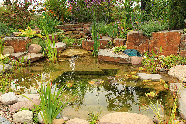 Beautiful pond Beautiful pond water garden stock pictures, royalty-free photos & images