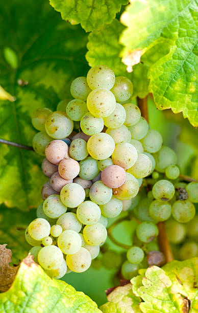 istock Green grapes, Rheingau 184856353