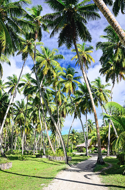 istock Coconut palm garden 184857116