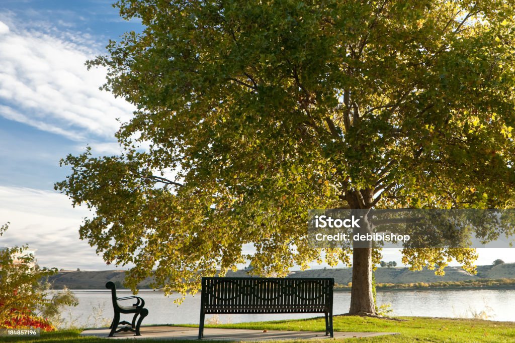 Парк скамейки под дерево - Стоковые фото Без людей роялти-фри