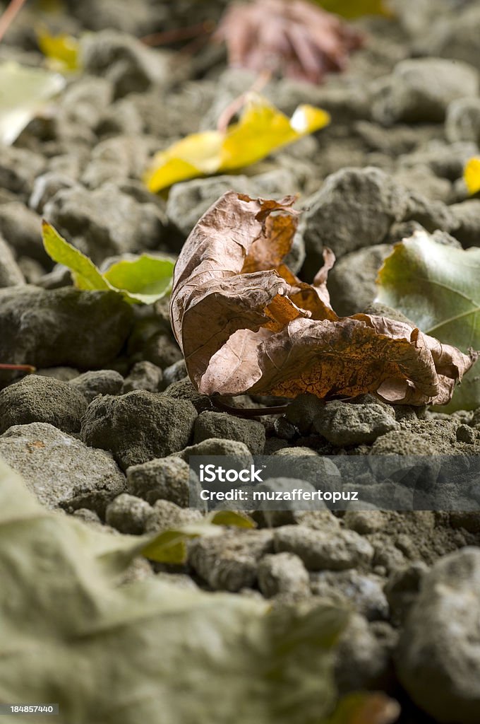 dry leaf dry leaf on the soil Autumn Stock Photo