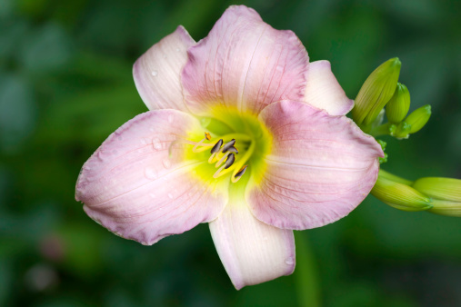 Fragrant pale pink day lily with light green heart.