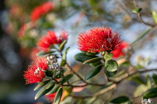 New Zealand Pohutukawa Tree blossoms