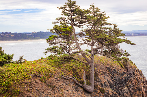Coastal spruce tree clinging to the side of a Pacific coast mountain in central Oregon with water and beach in fog in the background.