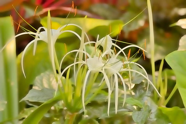 istock Singapore Botanical Garden White Spider Lily 184858021
