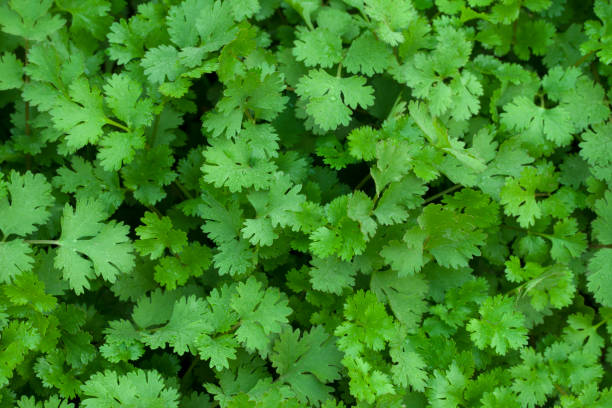 Coriander Field "Green coriander crops,growth in the summer." cilantro stock pictures, royalty-free photos & images