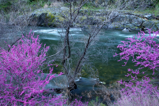 Merced River outside of Yosemite with redbud trees in full bloom