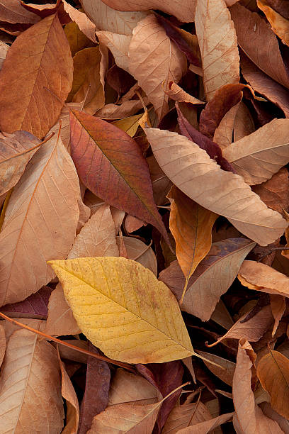 Hojas otoñales - foto de stock