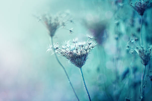 istock Dried Queen Anne's Lace wildflowers 184858654
