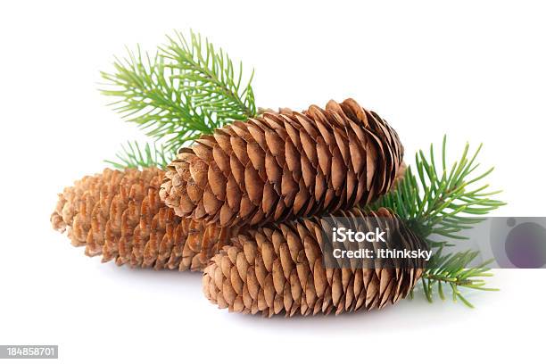 Pinecone En Derivación Foto de stock y más banco de imágenes de Pino - Conífera - Pino - Conífera, Navidad, Rama - Parte de planta