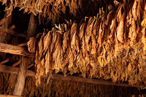 Tobacco plants hung to dry in a barn