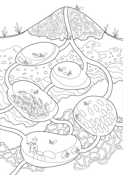 Ants in their nest in coloring style. Anthill in section under ground. Termite nests with labyrinths. House forest insects. Family of wild animals. Hand drawn vector illustration Ants in their nest in coloring style. Anthill in section under ground. Termite nests with labyrinths. House forest insects. Family of wild animals. Hand drawn vector illustration. ant clipart pictures stock illustrations