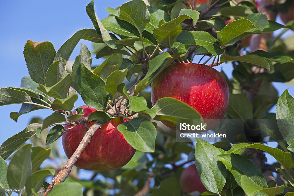 Honeycrisp Apple Branch - Lizenzfrei Apfel Stock-Foto