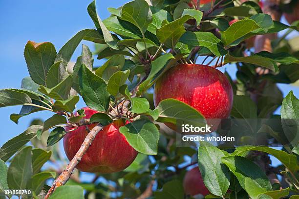 Honeycrisp Apple Branch Stockfoto und mehr Bilder von Apfel - Apfel, Apfelbaum, Apfelgarten