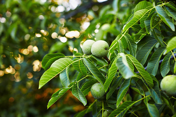 nueces - walnut tree walnut nut branch fotografías e imágenes de stock