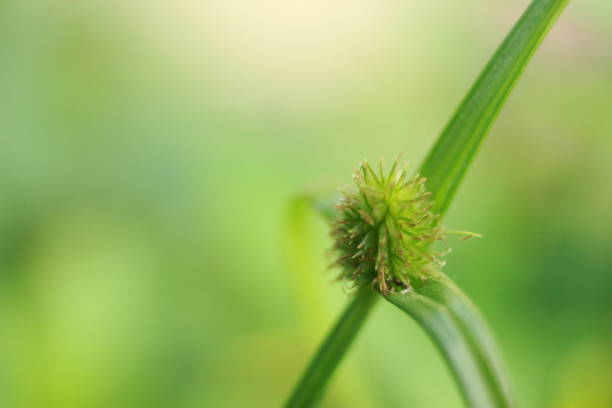 thorny flowers macro photography, with bokeh background image