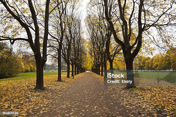 Foto de Avenida Das Árvores Decíduas No Outono Nos Eua e mais fotos de stock de Amarelo - Amarelo, Brilhante - Luminosidade, Bétula