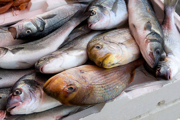 peixes frescos - catch of fish gilt head bream variation fish imagens e fotografias de stock